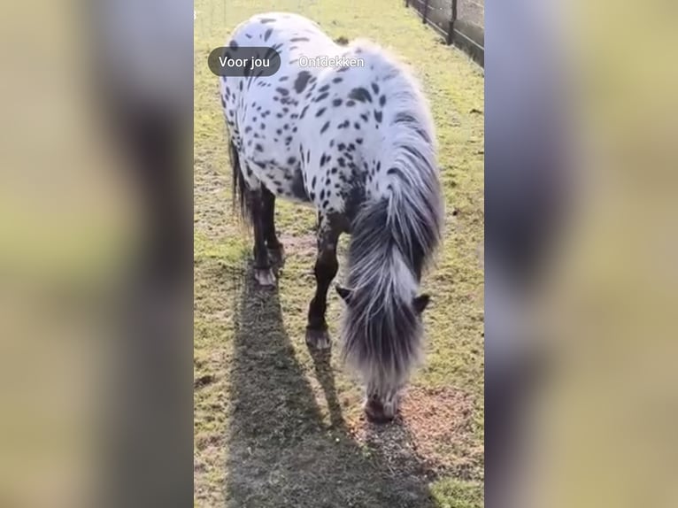 Appaloosa Caballo castrado 9 años 107 cm Atigrado/Moteado in Averbode