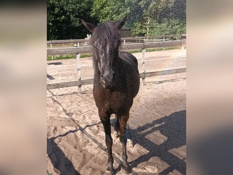 Appaloosa Caballo castrado 9 años 142 cm Negro in Walchum