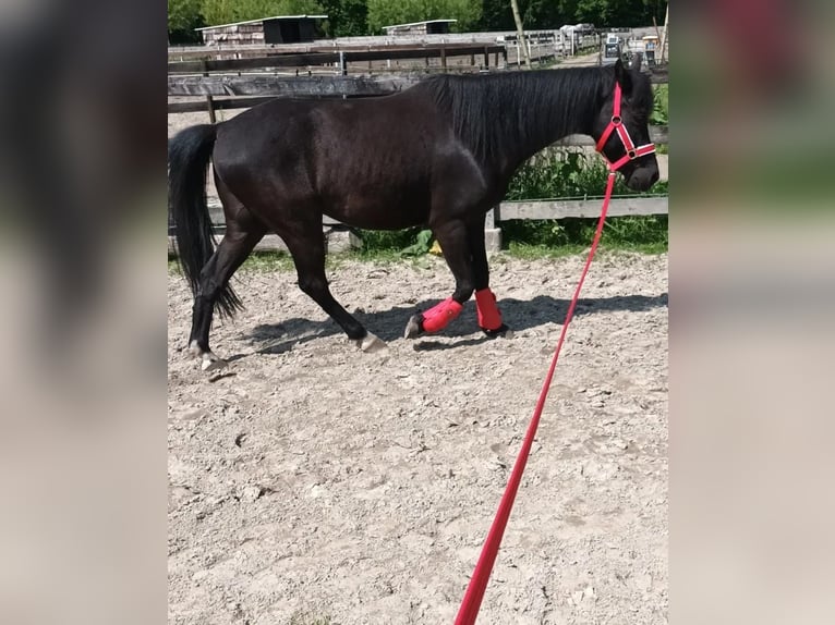 Appaloosa Caballo castrado 9 años 142 cm Negro in Walchum