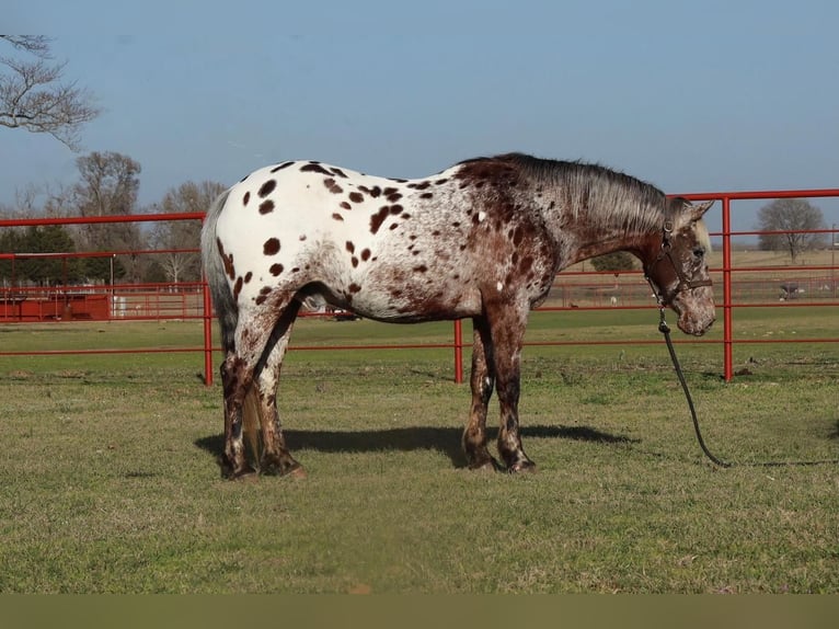Appaloosa Caballo castrado 9 años 142 cm in Grand Saline, TX