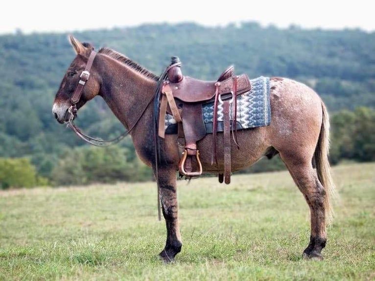 Appaloosa Caballo castrado 9 años 145 cm Bayo in Everett PA