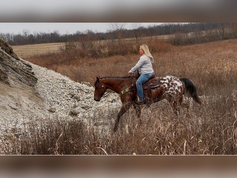 Appaloosa Caballo castrado 9 años 145 cm Castaño rojizo in Henderson, KY