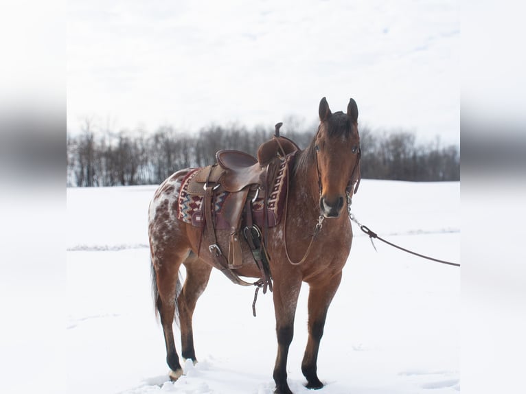 Appaloosa Caballo castrado 9 años 145 cm Castaño rojizo in Henderson, KY