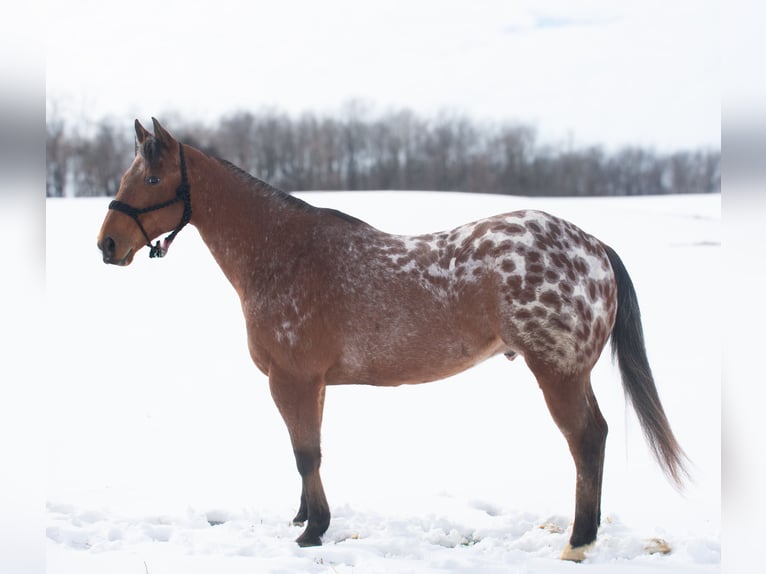 Appaloosa Caballo castrado 9 años 145 cm Castaño rojizo in Henderson, KY