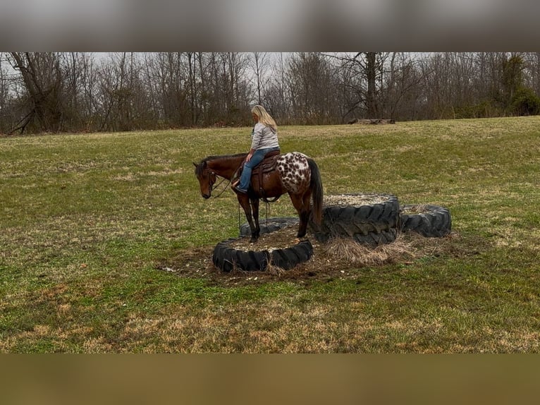 Appaloosa Caballo castrado 9 años 145 cm Castaño rojizo in Henderson, KY