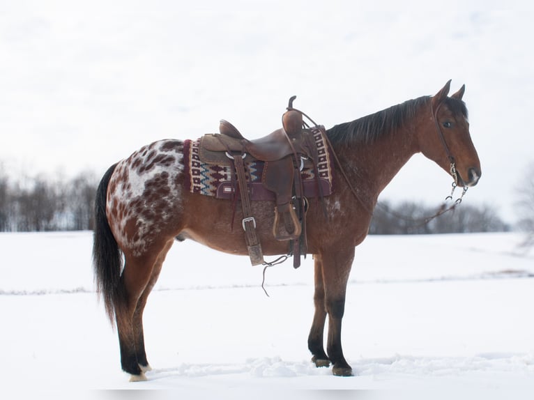 Appaloosa Caballo castrado 9 años 145 cm Castaño rojizo in Henderson, KY