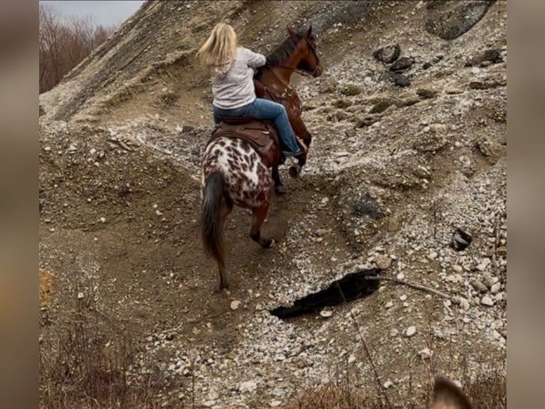 Appaloosa Caballo castrado 9 años 145 cm Castaño rojizo in Henderson, KY