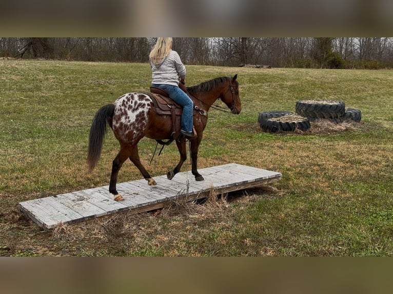 Appaloosa Caballo castrado 9 años 145 cm Castaño rojizo in Henderson, KY