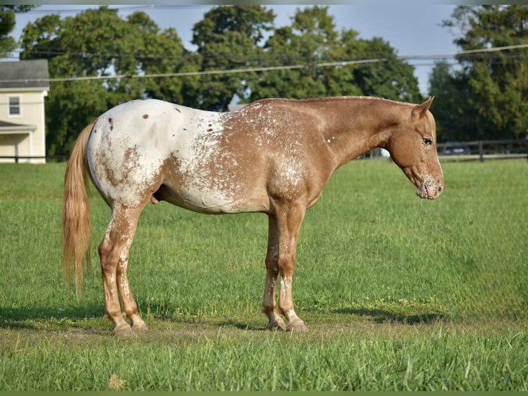 Appaloosa Caballo castrado 9 años 145 cm Castaño-ruano in Sweet Springs MO