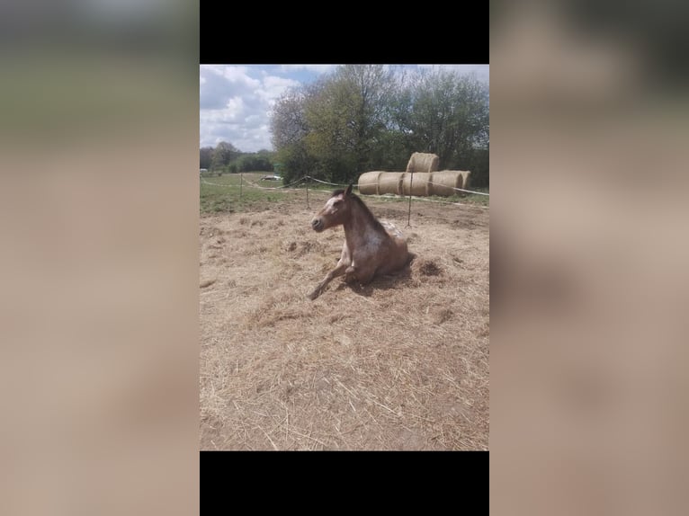 Appaloosa Caballo castrado 9 años 146 cm in Bussière-Boffy