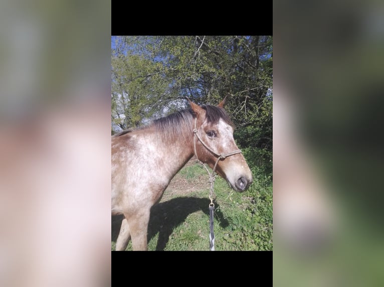 Appaloosa Caballo castrado 9 años 146 cm in Bussière-Boffy