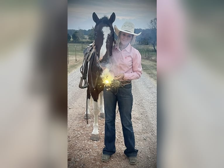 Appaloosa Mestizo Caballo castrado 9 años 147 cm in Plains, AR