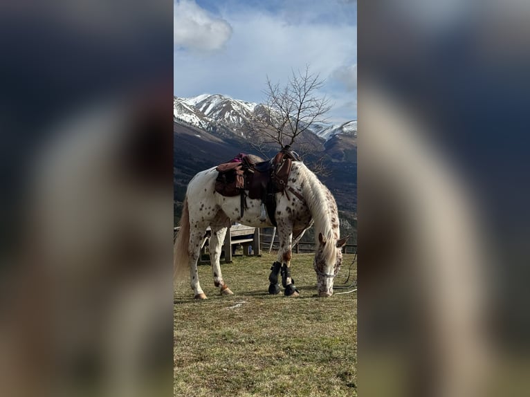 Appaloosa Caballo castrado 9 años 149 cm Atigrado/Moteado in Paganica Aq
