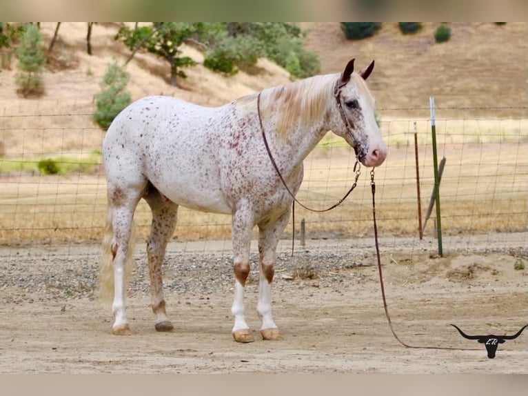 Appaloosa Caballo castrado 9 años 150 cm Alazán rojizo in Tres Pinos