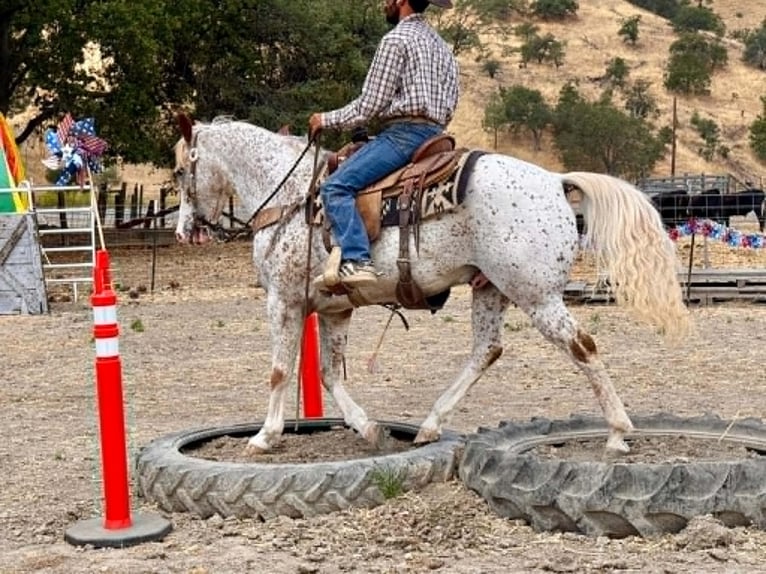 Appaloosa Caballo castrado 9 años 150 cm Alazán rojizo in Tres Pinos