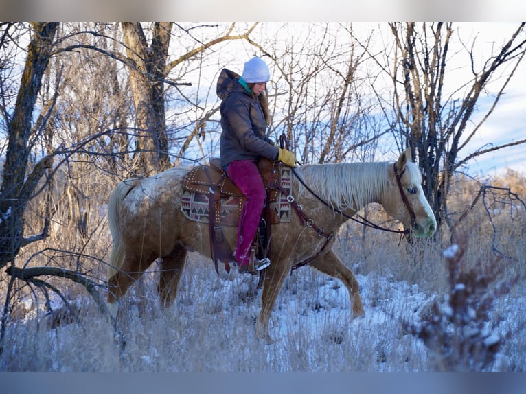 Appaloosa Caballo castrado 9 años 150 cm Palomino in Corsica, SD