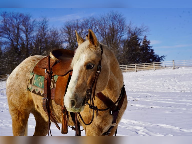 Appaloosa Caballo castrado 9 años 150 cm Palomino in Corsica, SD