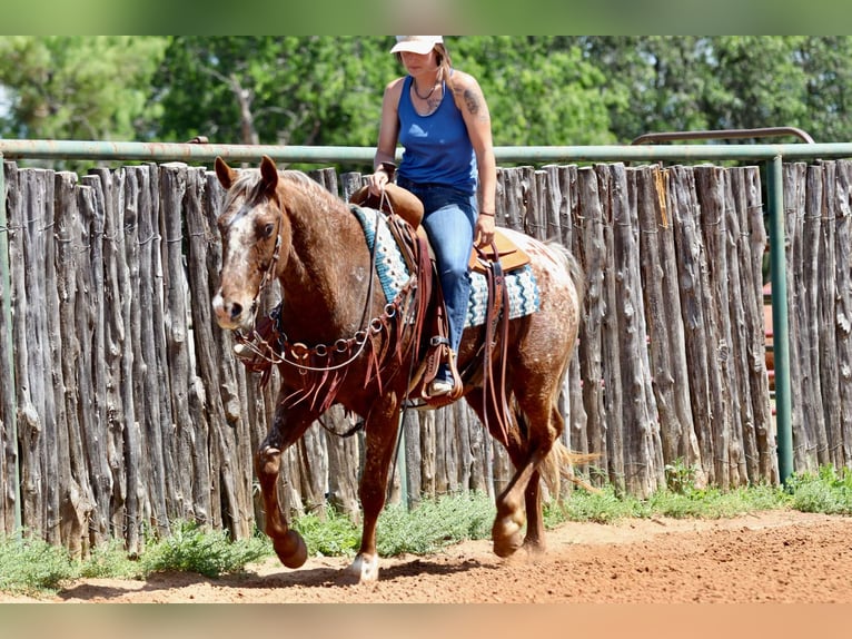 Appaloosa Caballo castrado 9 años 152 cm Alazán-tostado in Lipan TX