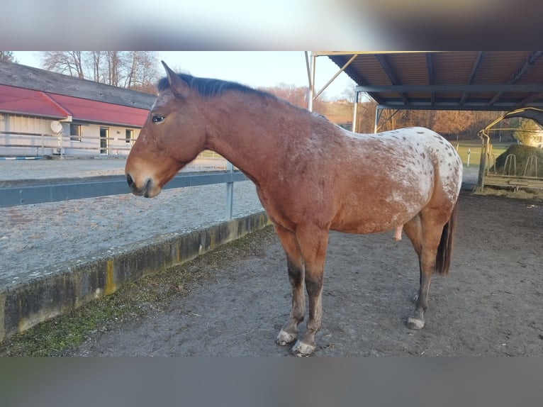 Appaloosa Mestizo Caballo castrado 9 años 152 cm in Deutsch Goritz