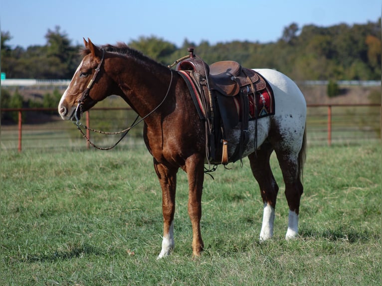 Appaloosa Caballo castrado 9 años 157 cm Alazán-tostado in Baxter Springs