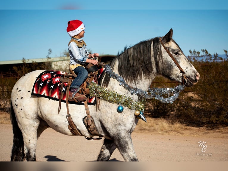 Appaloosa Caballo castrado 9 años 157 cm White/Blanco in Wickenburg AZ