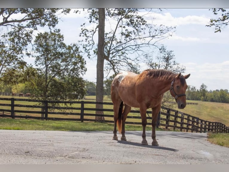 Appaloosa Caballo castrado 9 años 160 cm Castaño rojizo in Versailles, KY