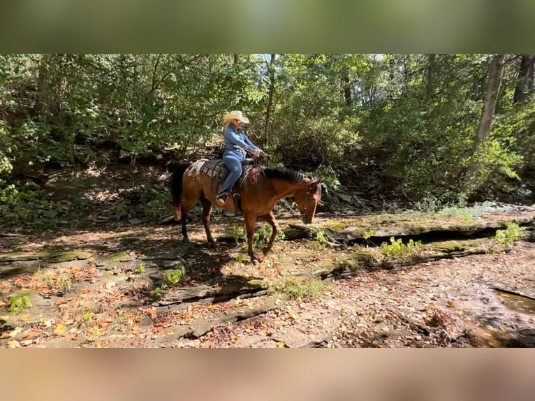 Appaloosa Caballo castrado 9 años 160 cm Castaño rojizo in Versailles, KY