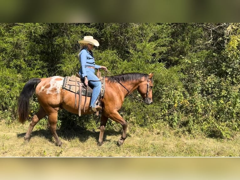 Appaloosa Caballo castrado 9 años 160 cm Castaño rojizo in Versailles, KY