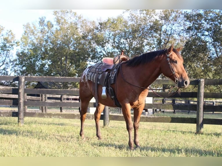 Appaloosa Caballo castrado 9 años 160 cm Castaño rojizo in Versailles, KY