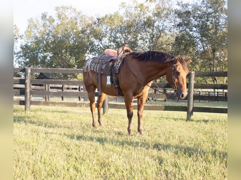 Appaloosa Caballo castrado 9 años 160 cm Castaño rojizo in Versailles, KY