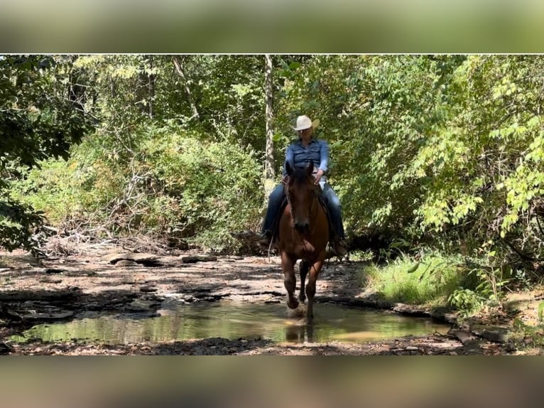 Appaloosa Caballo castrado 9 años 160 cm Castaño rojizo in Versailles, KY