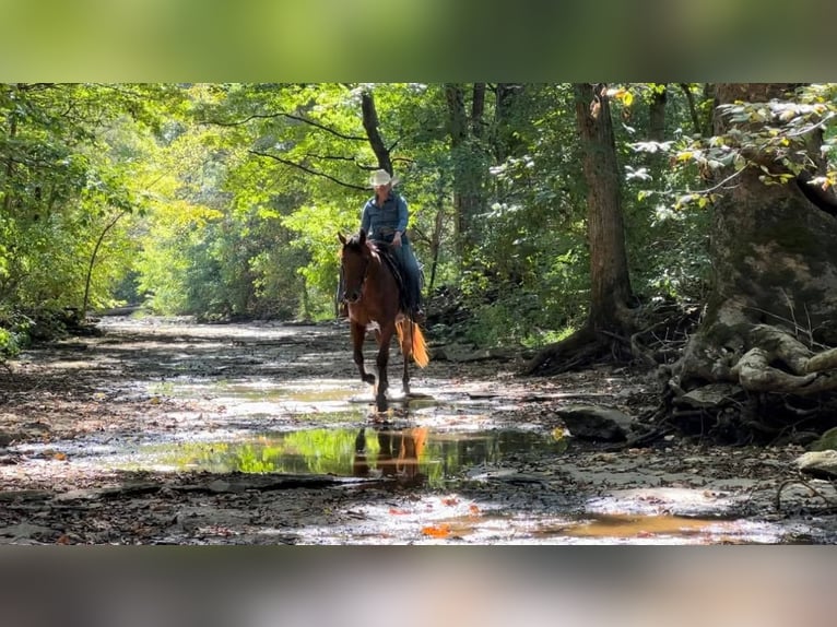 Appaloosa Caballo castrado 9 años 160 cm Castaño rojizo in Versailles, KY