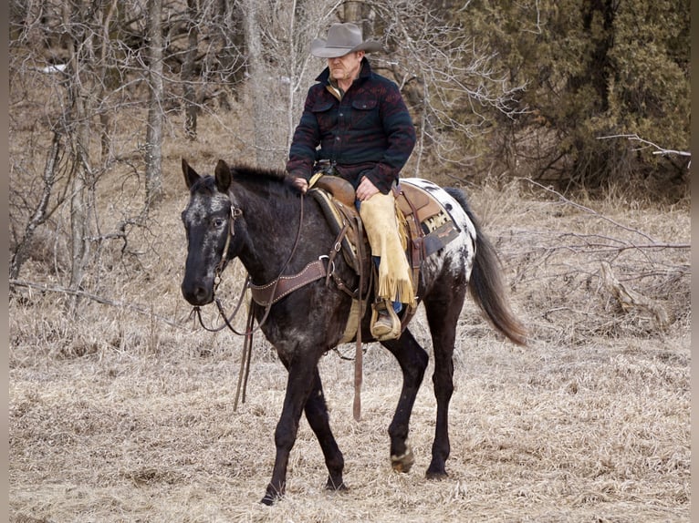 Appaloosa Caballo castrado 9 años 160 cm Ruano azulado in Bismarck, ND