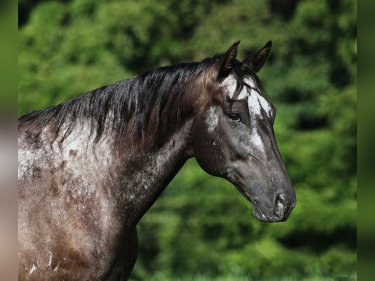 Appaloosa Caballo castrado 9 años 163 cm Negro in Mount Vernon, KY