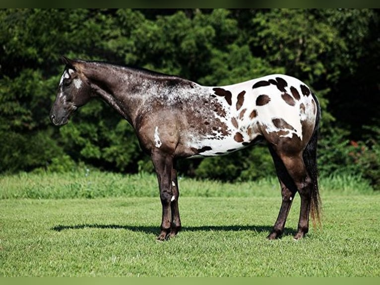 Appaloosa Caballo castrado 9 años 163 cm Negro in Mount Vernon, KY