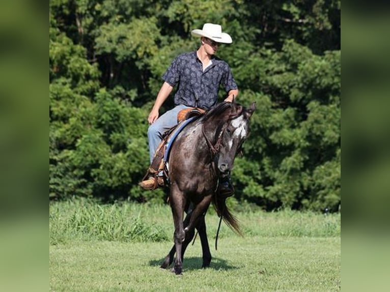 Appaloosa Caballo castrado 9 años 163 cm Negro in Mount Vernon, KY