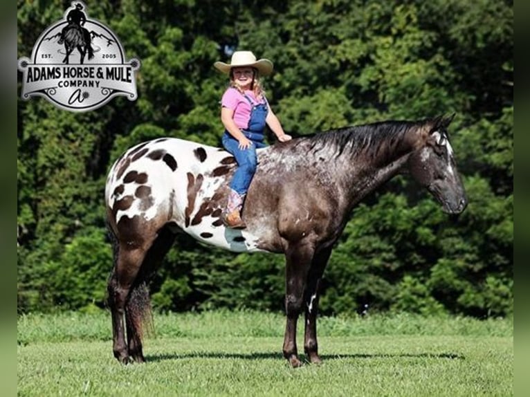 Appaloosa Caballo castrado 9 años 163 cm Negro in Mount Vernon, KY