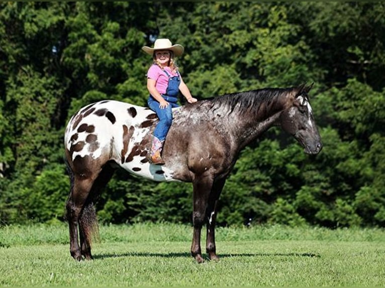 Appaloosa Caballo castrado 9 años 163 cm Negro in Mount Vernon, KY