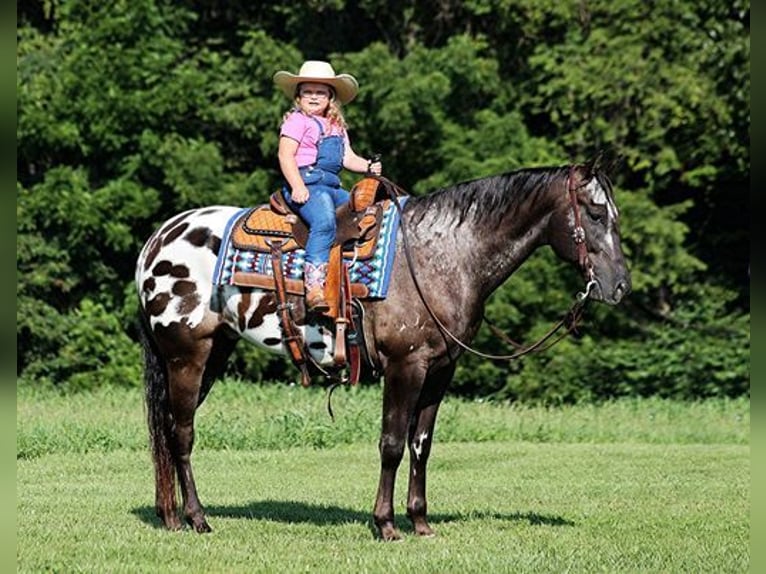 Appaloosa Caballo castrado 9 años 163 cm Negro in Mount Vernon, KY