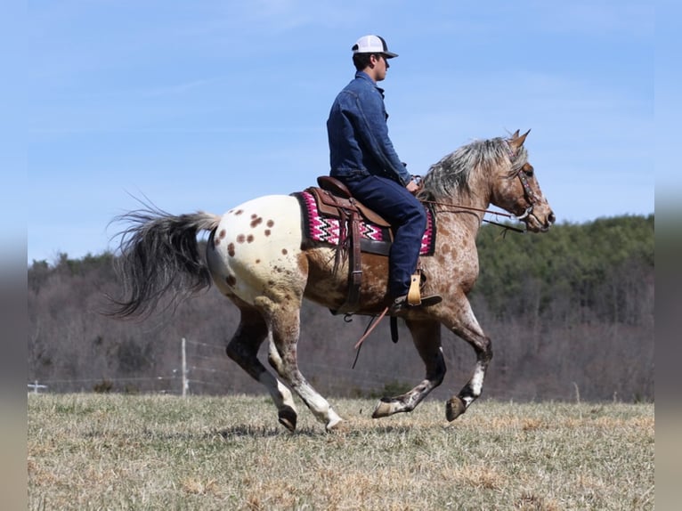 Appaloosa Caballo castrado 9 años Alazán rojizo in Brodhead KY