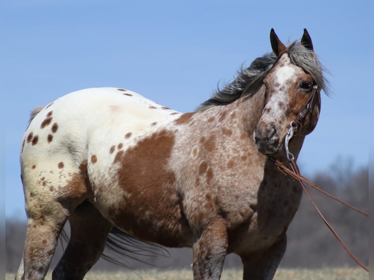 Appaloosa Caballo castrado 9 años Alazán rojizo in Brodhead KY