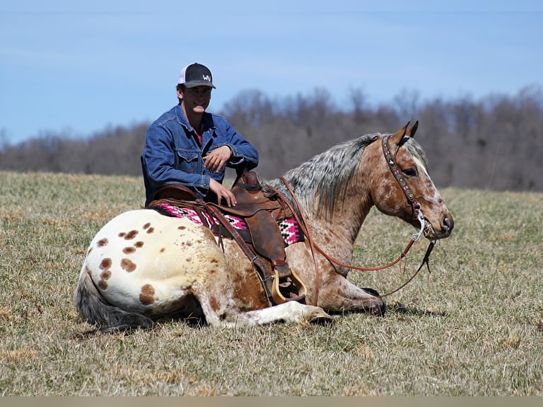 Appaloosa Caballo castrado 9 años Alazán rojizo in Brodhead KY