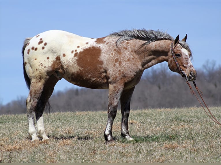 Appaloosa Caballo castrado 9 años Alazán rojizo in Brodhead KY