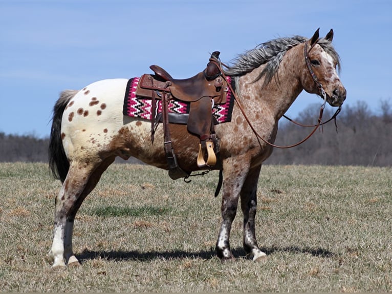 Appaloosa Caballo castrado 9 años Alazán rojizo in Brodhead KY