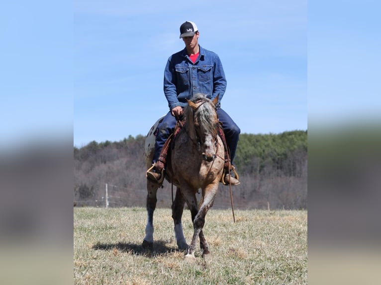 Appaloosa Caballo castrado 9 años Alazán rojizo in Brodhead KY