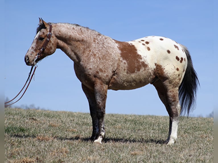 Appaloosa Caballo castrado 9 años Alazán rojizo in Brodhead KY