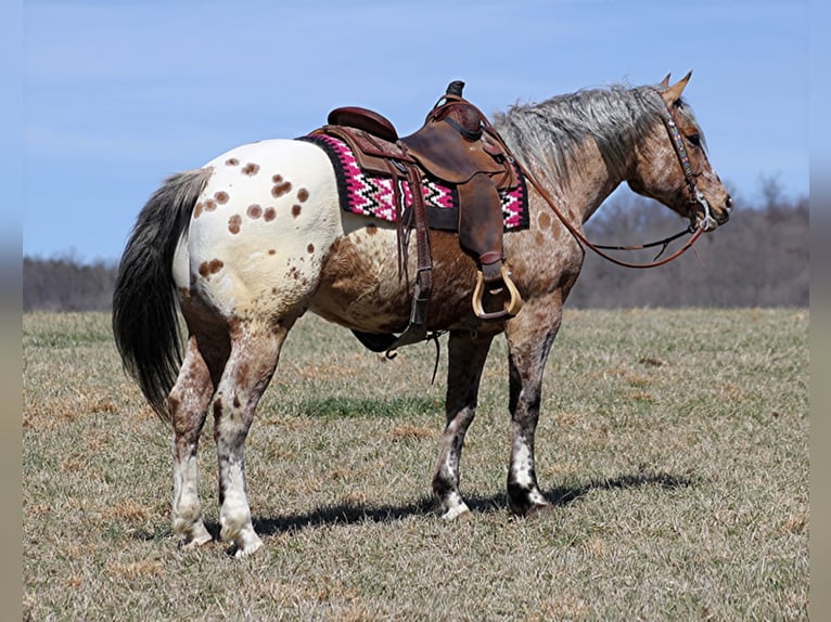 Appaloosa Caballo castrado 9 años Alazán rojizo in Brodhead KY