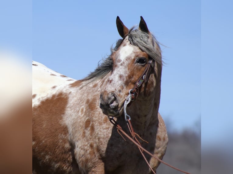 Appaloosa Caballo castrado 9 años Alazán rojizo in Brodhead KY