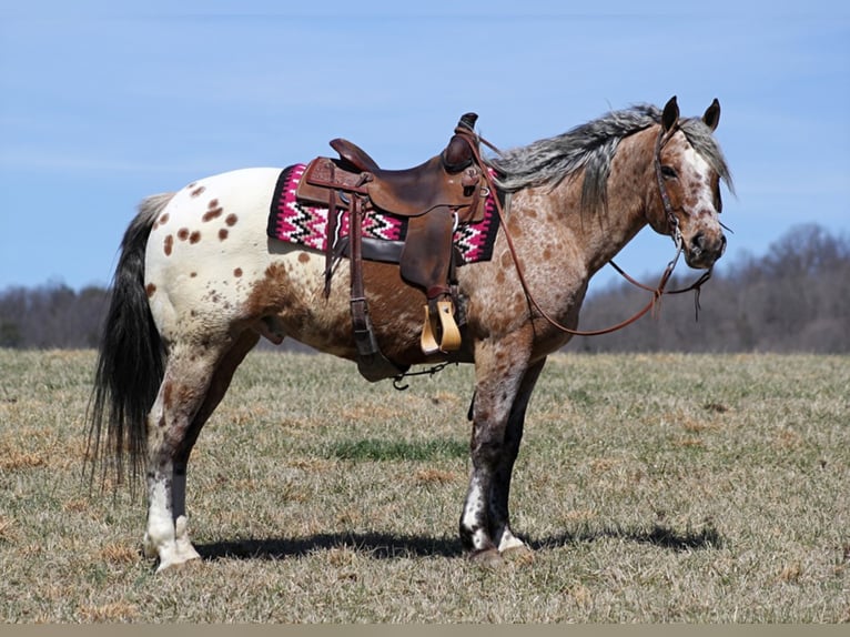 Appaloosa Caballo castrado 9 años Alazán rojizo in Brodhead KY