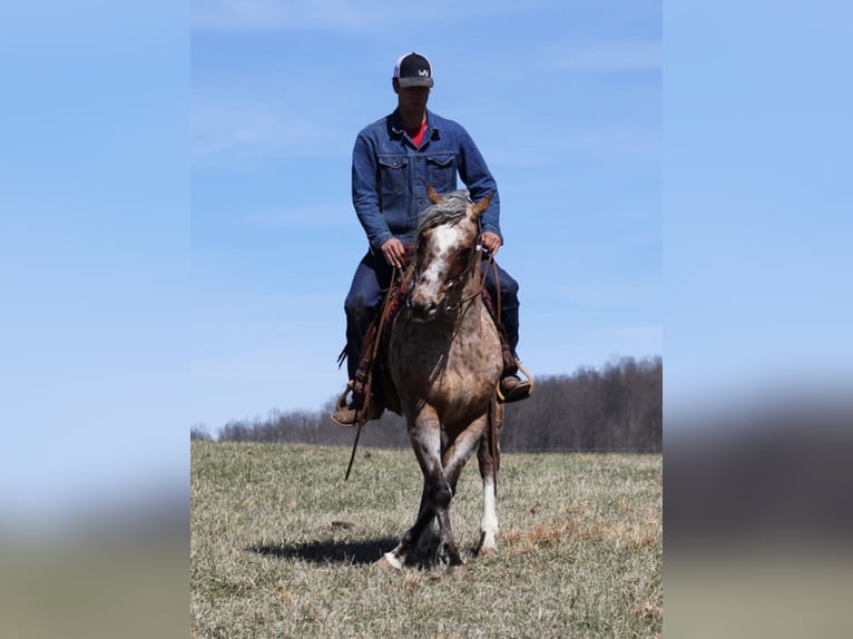 Appaloosa Caballo castrado 9 años Alazán rojizo in Brodhead KY